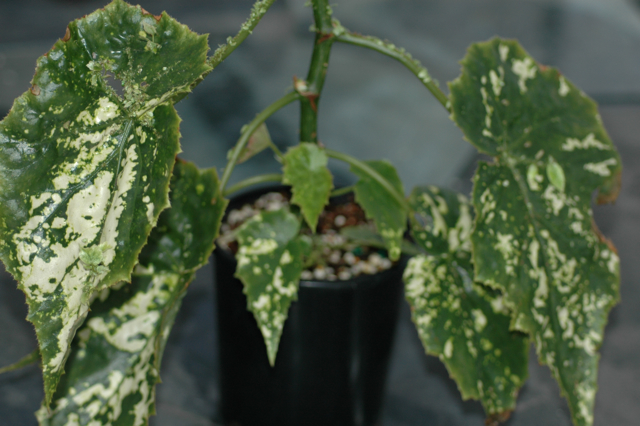 B. ‘Templinii’